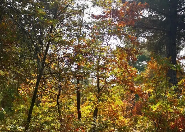 Saman Ciftligi Yenice Köyü